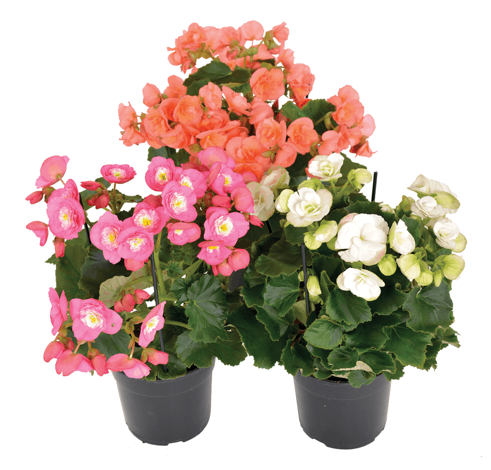 Μπιγκόνια Ελάτιορ (Begonia elatior)  – Ανθοφόρο Φυτό Εσωτερικού Χώρου - 2 lt